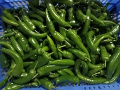 蔬菜食材配送